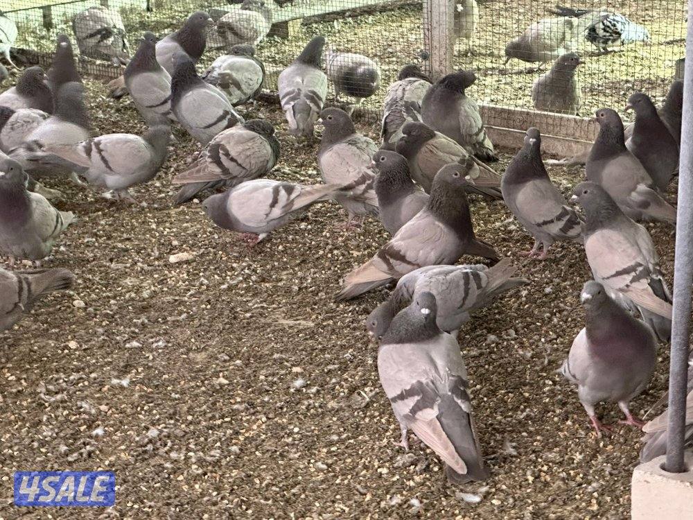 للبيع حمام لاحم سلفر جامبو2