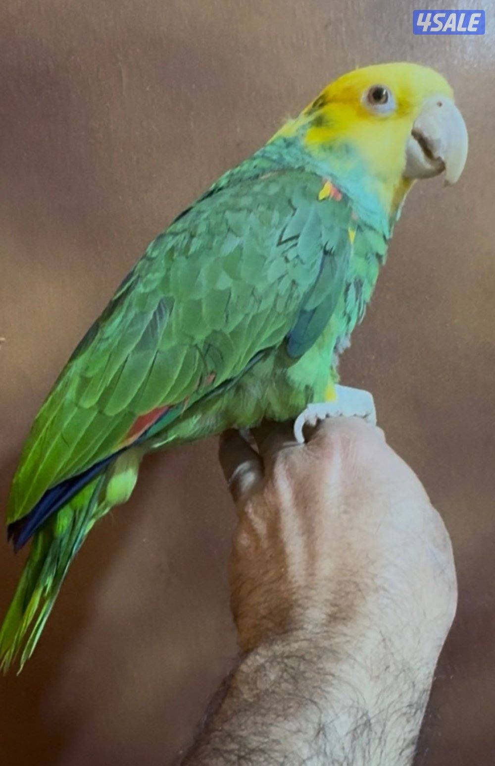 للبيع امزون دبل يلوهيد0