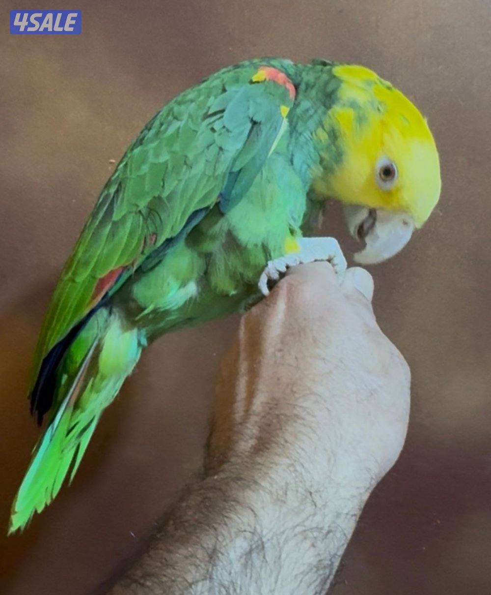 للبيع امزون دبل يلوهيد1