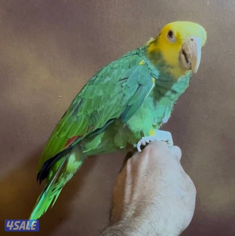 للبيع امزون دبل يلوهيد2