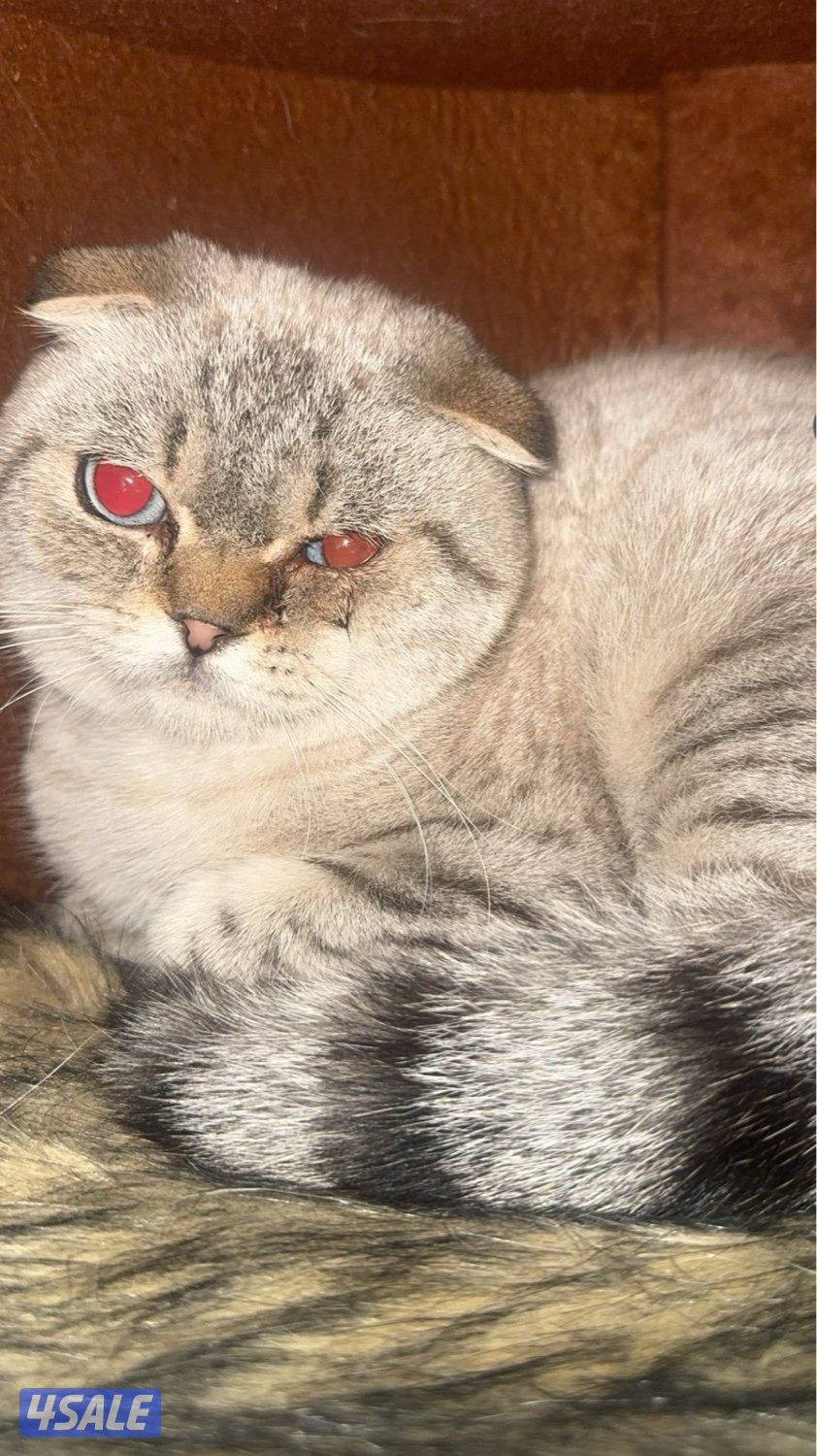 للبيع ⚠️⚠️0