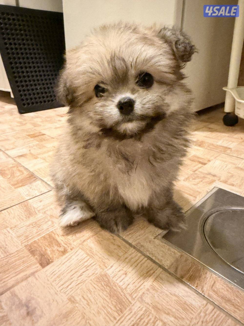 كلب شيتزو تي كب عمرها شهرين و مطعمه اول تطعيم معاها ليش و فراشها و قفص1