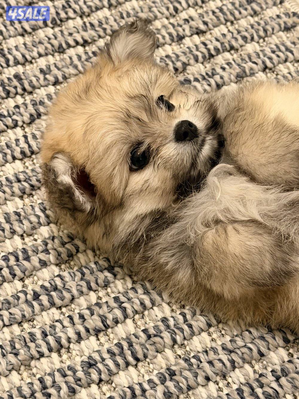 كلب شيتزو تي كب عمرها شهرين و مطعمه اول تطعيم معاها ليش و فراشها و قفص2