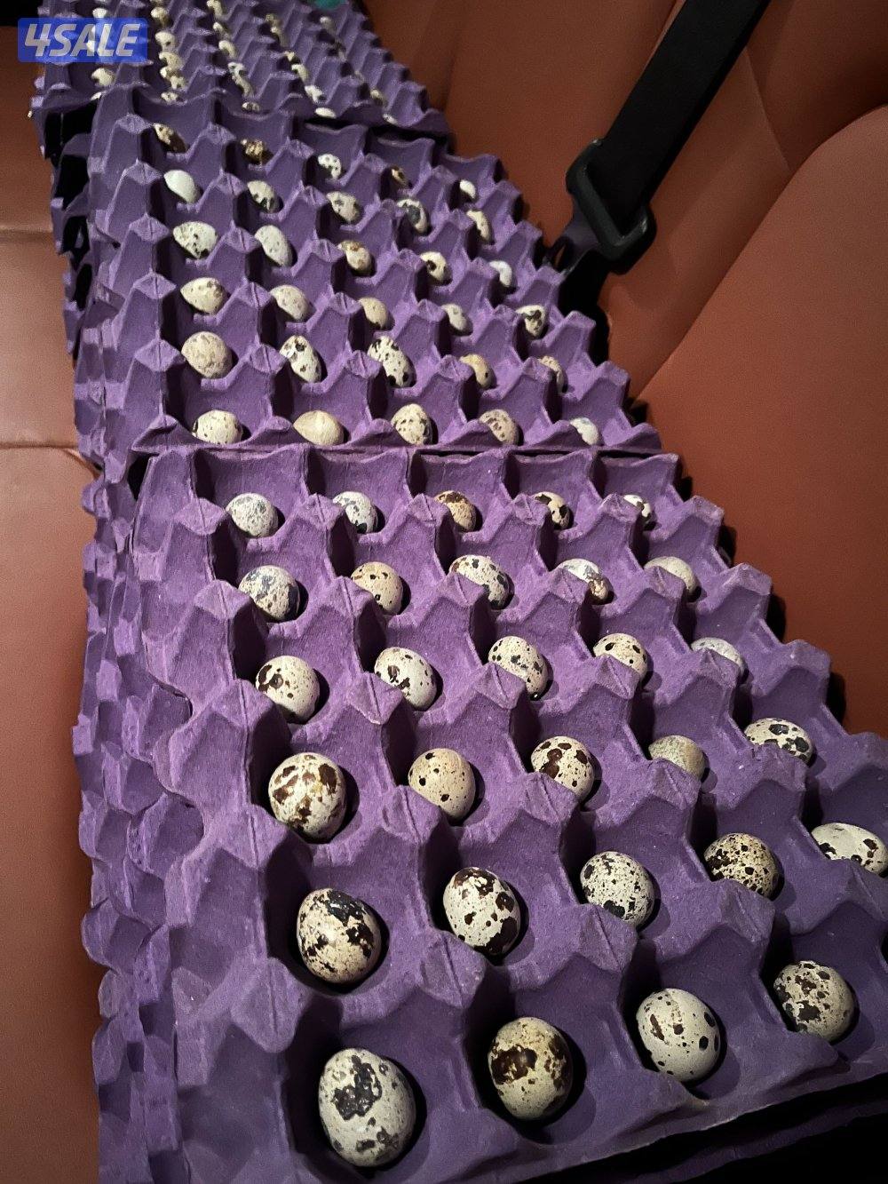 البيع بيض فري0