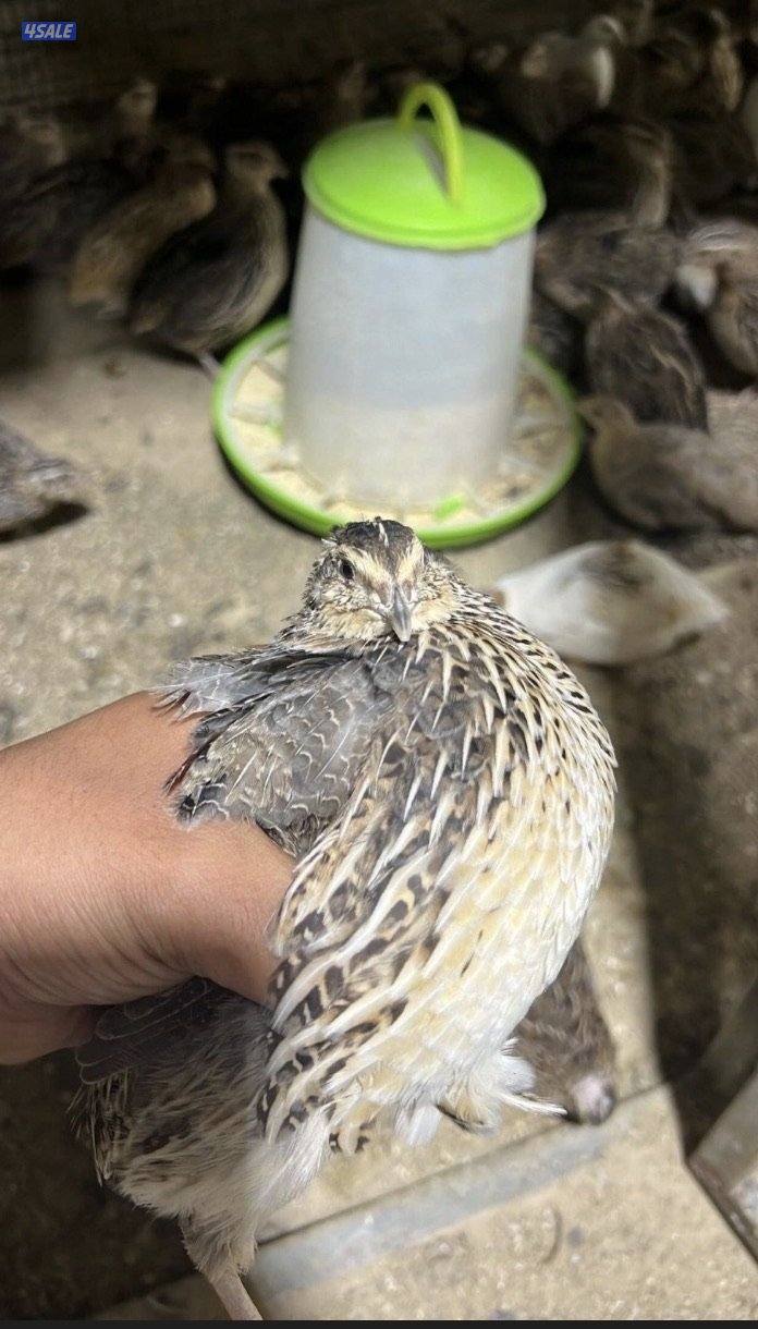 البيع بيض فري1