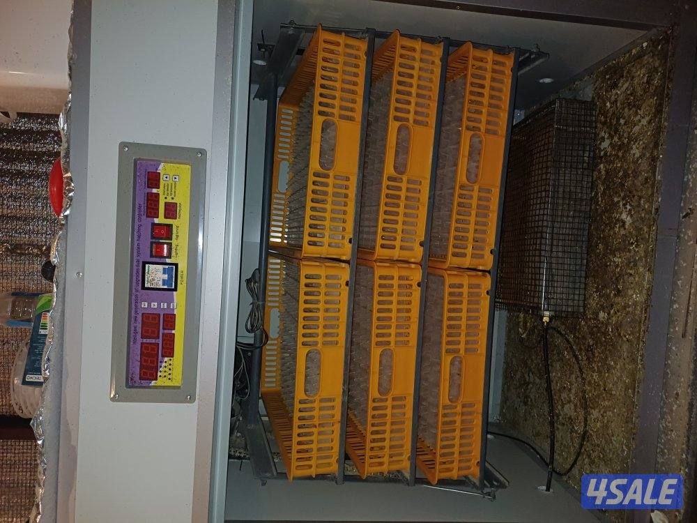 للبيع فقاسة نوع صيني وصيصان0