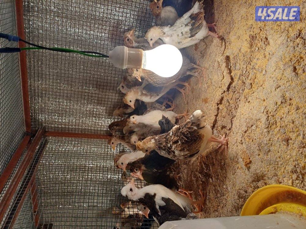 للبيع فقاسة نوع صيني وصيصان3