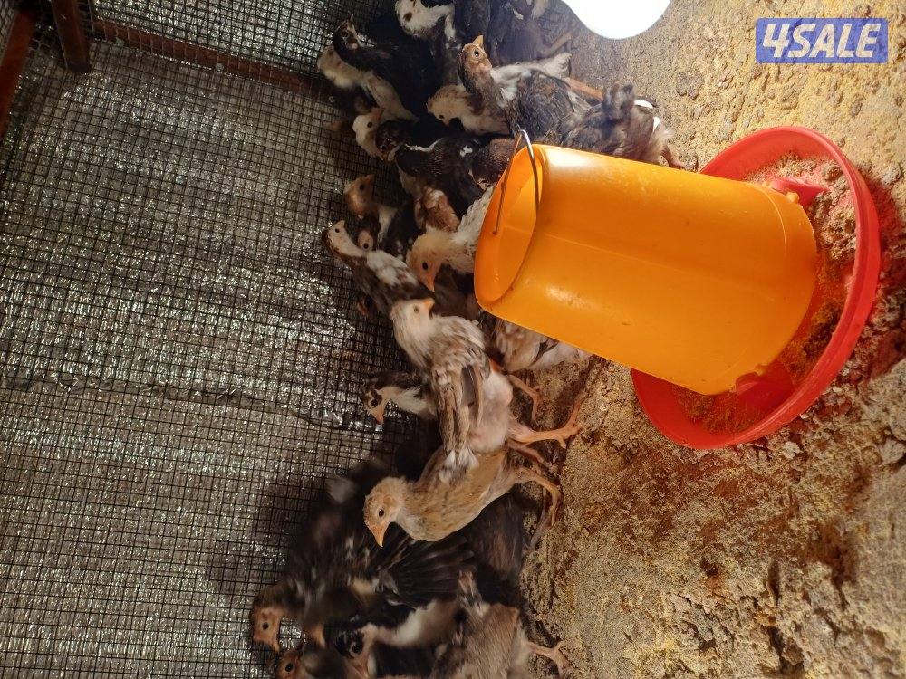 للبيع فقاسة نوع صيني وصيصان4