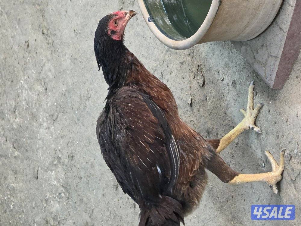 للبيع  دجاج بورمي  الاهل خوارج  و دجاج فيتنام0