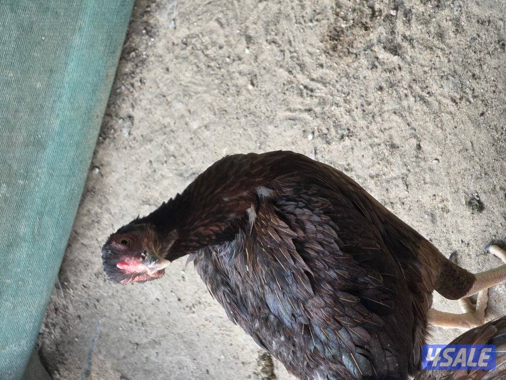 للبيع  دجاج بورمي  الاهل خوارج  و دجاج فيتنام1