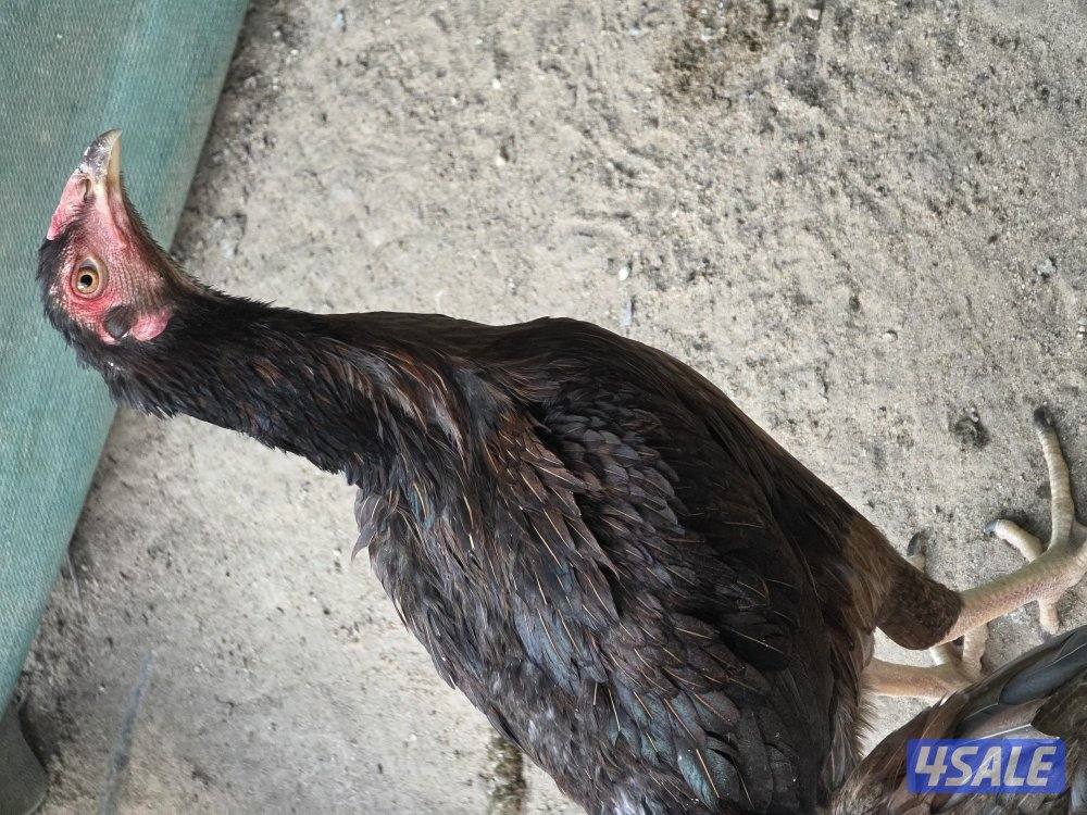 للبيع  دجاج بورمي  الاهل خوارج  و دجاج فيتنام2