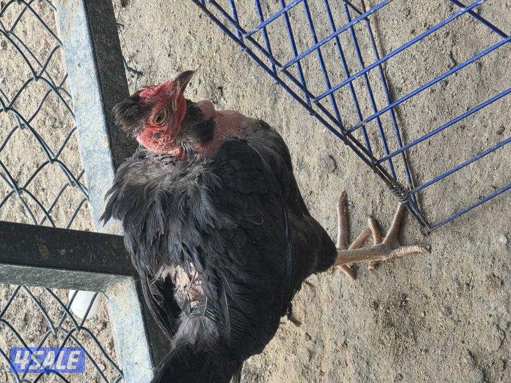 للبيع  دجاج بورمي  الاهل خوارج  و دجاج فيتنام3