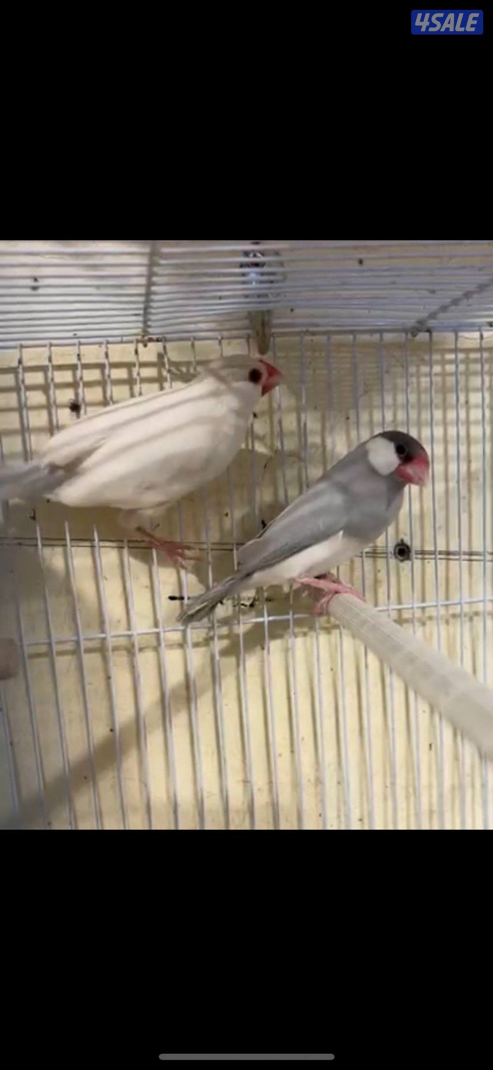 طيور جاوا جانبو هولندي تحته 3 بيضات0