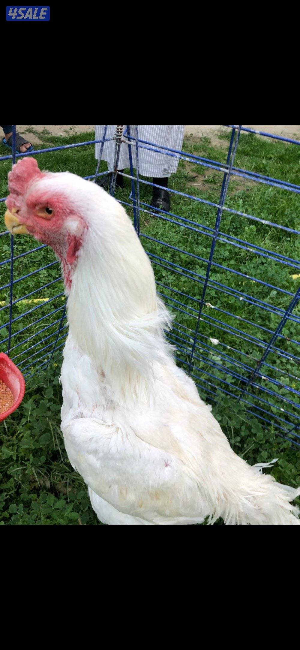للبيع دجاج هندي0