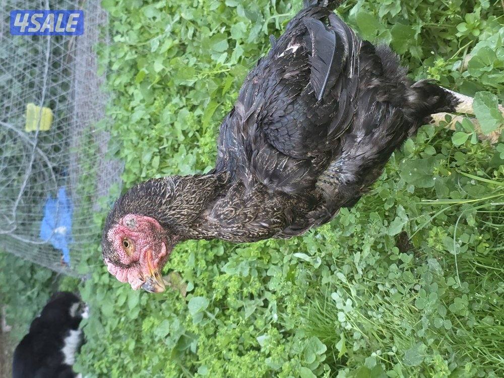 للبيع دجاج هندي3