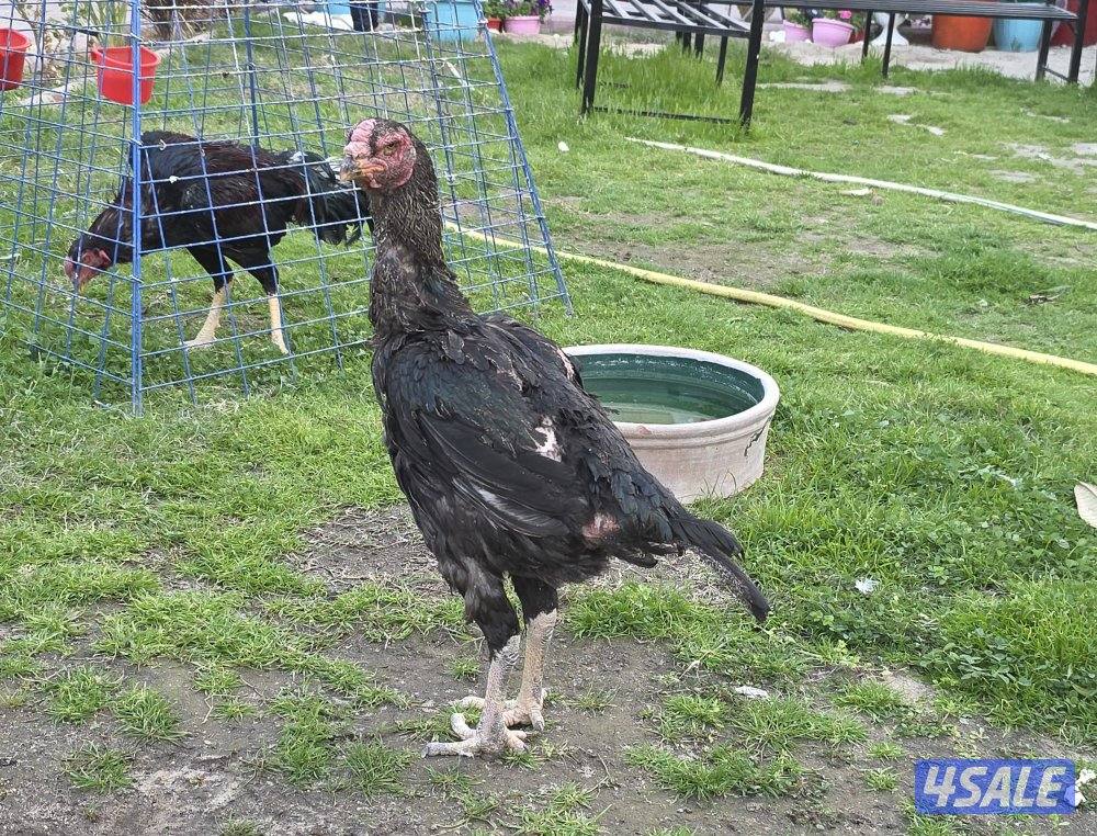 للبيع دجاج هندي4