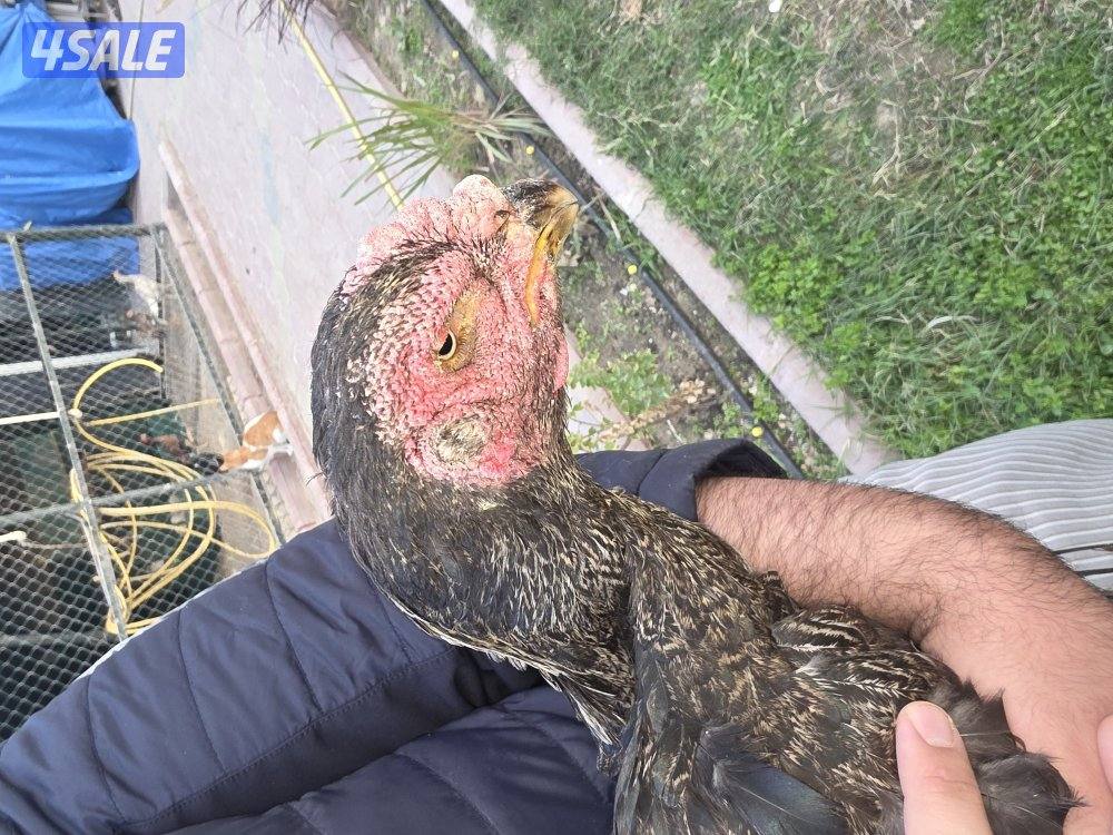 للبيع دجاج هندي5