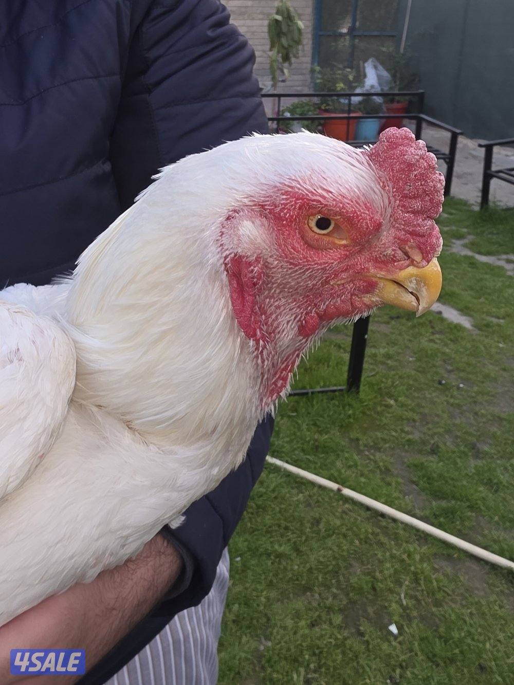 للبيع دجاج هندي6