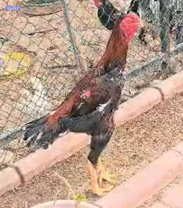 للبيع دجاج هندي7