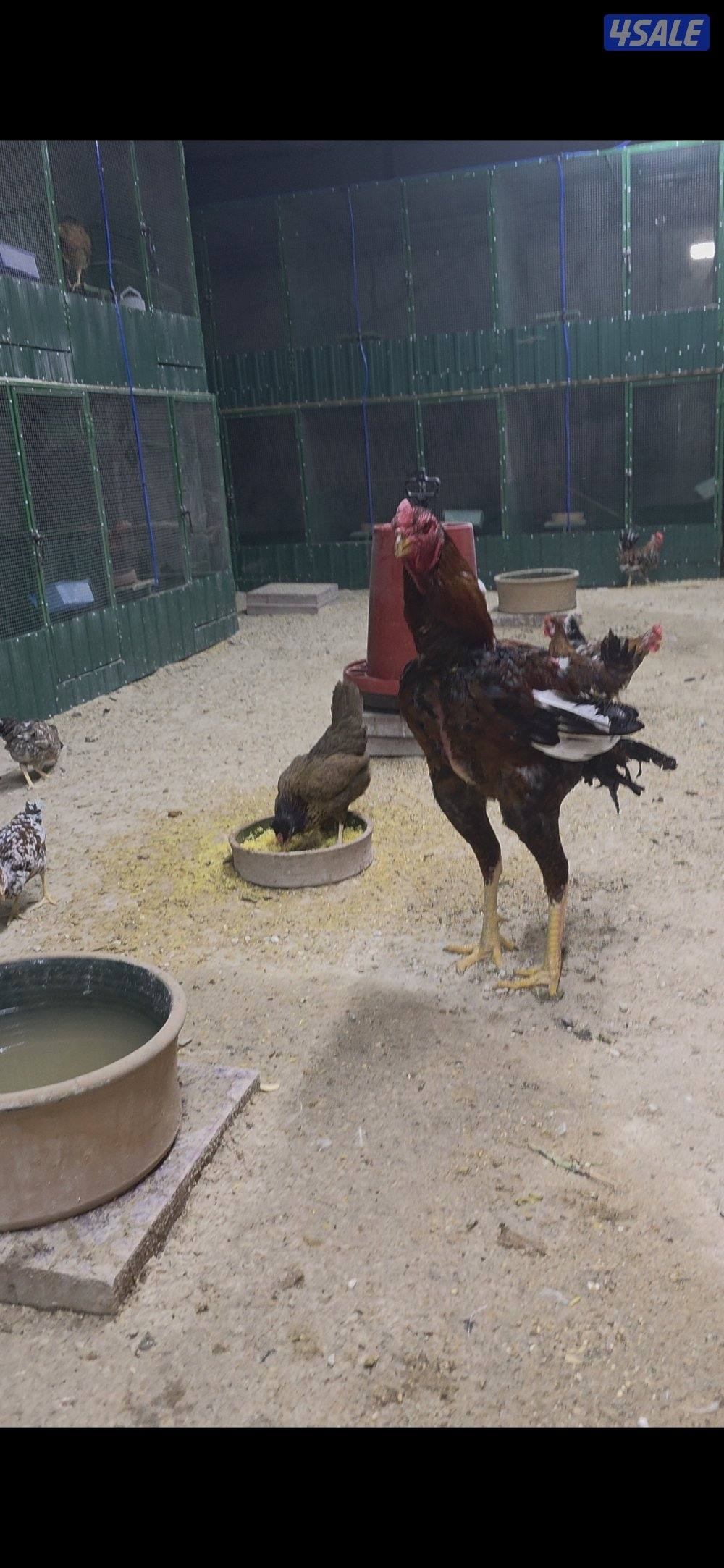 للبيع دجاج هندي8
