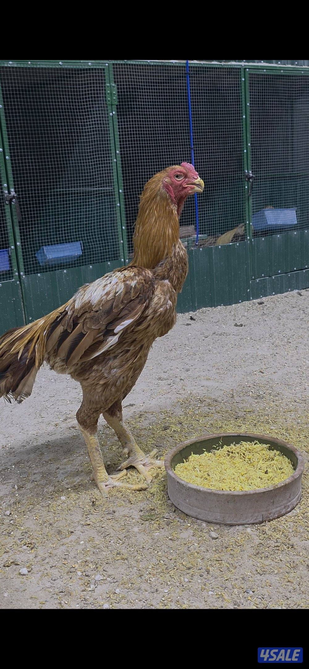 للبيع دجاج هندي9