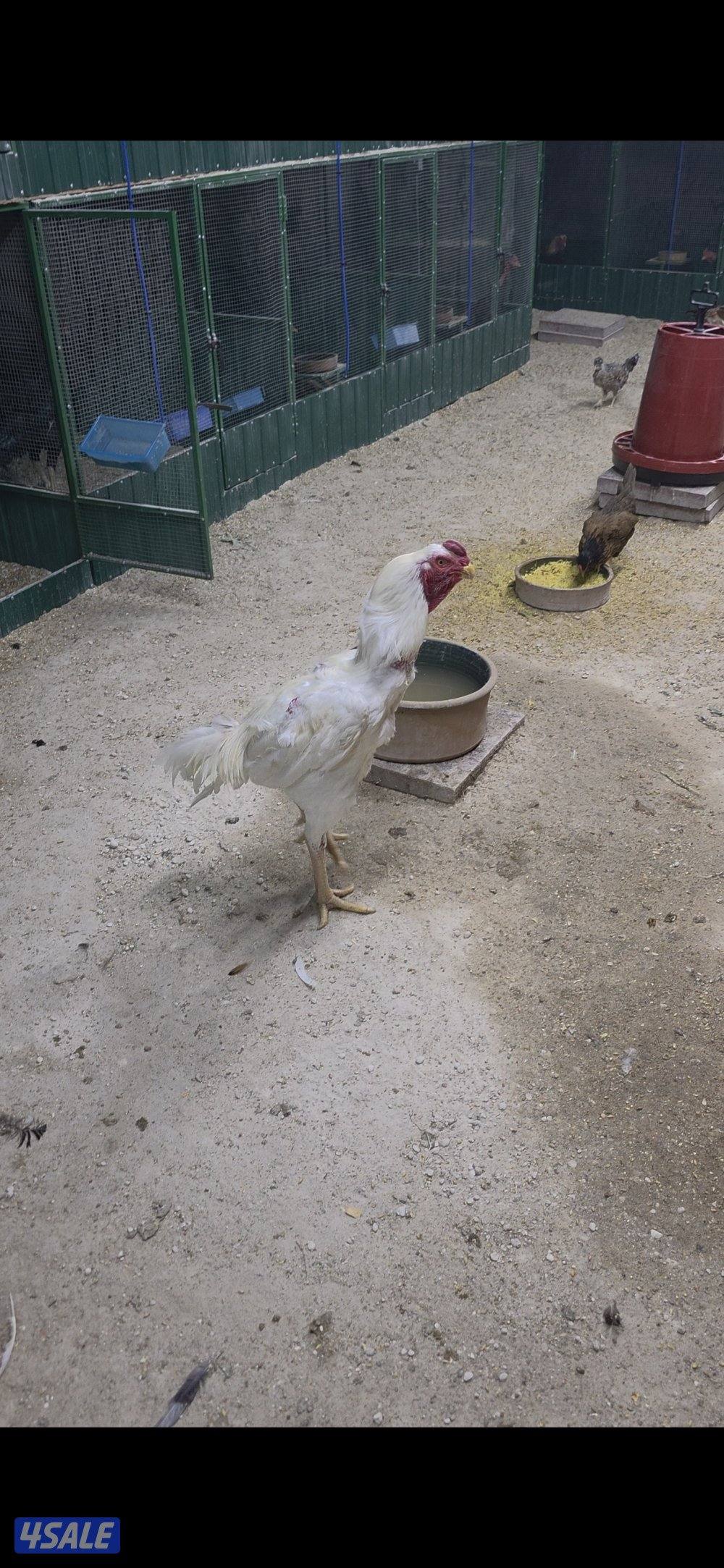 للبيع دجاج هندي10