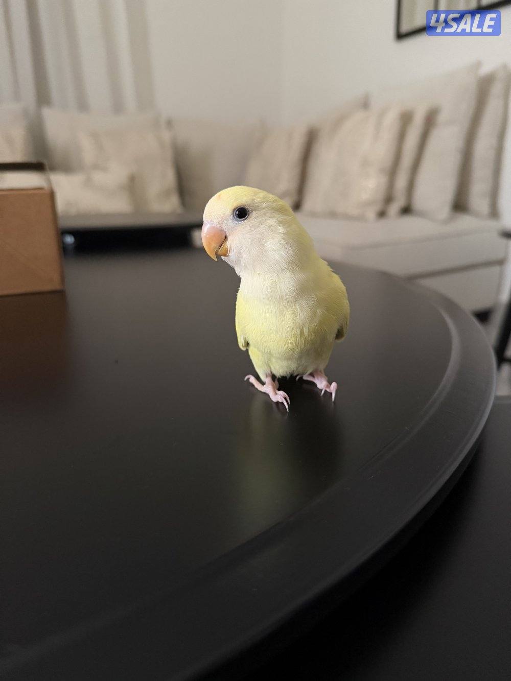 للبيع لوف بيرد0