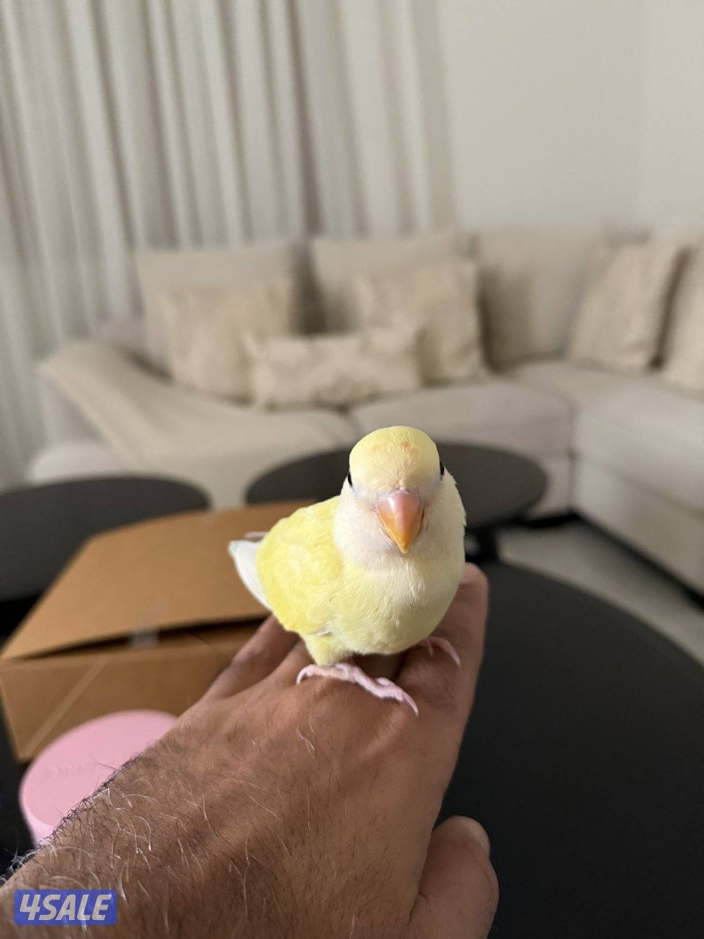 للبيع لوف بيرد1