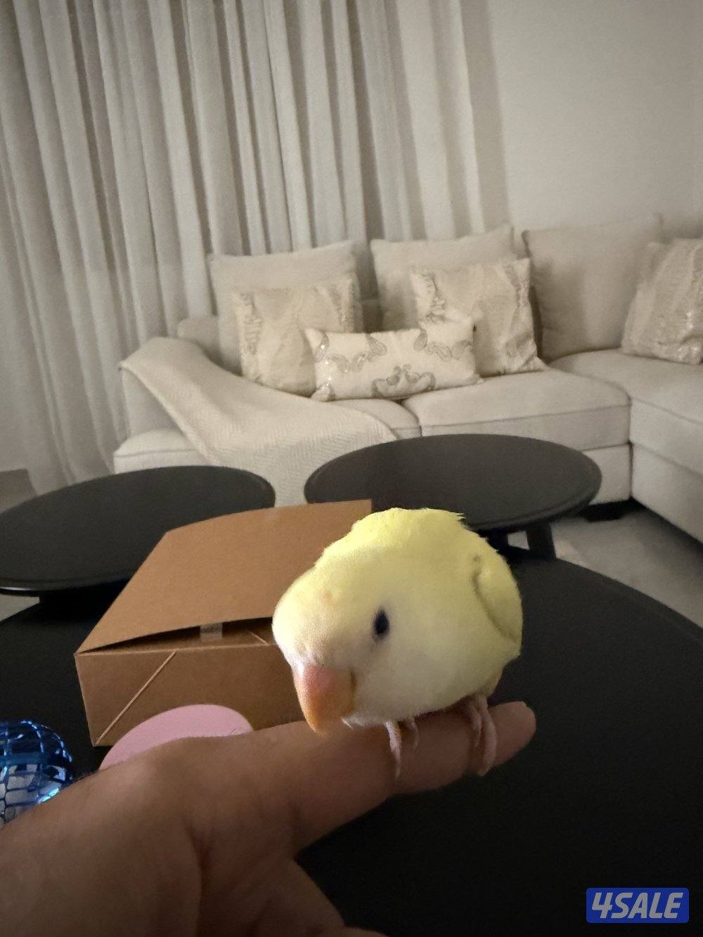 للبيع لوف بيرد3