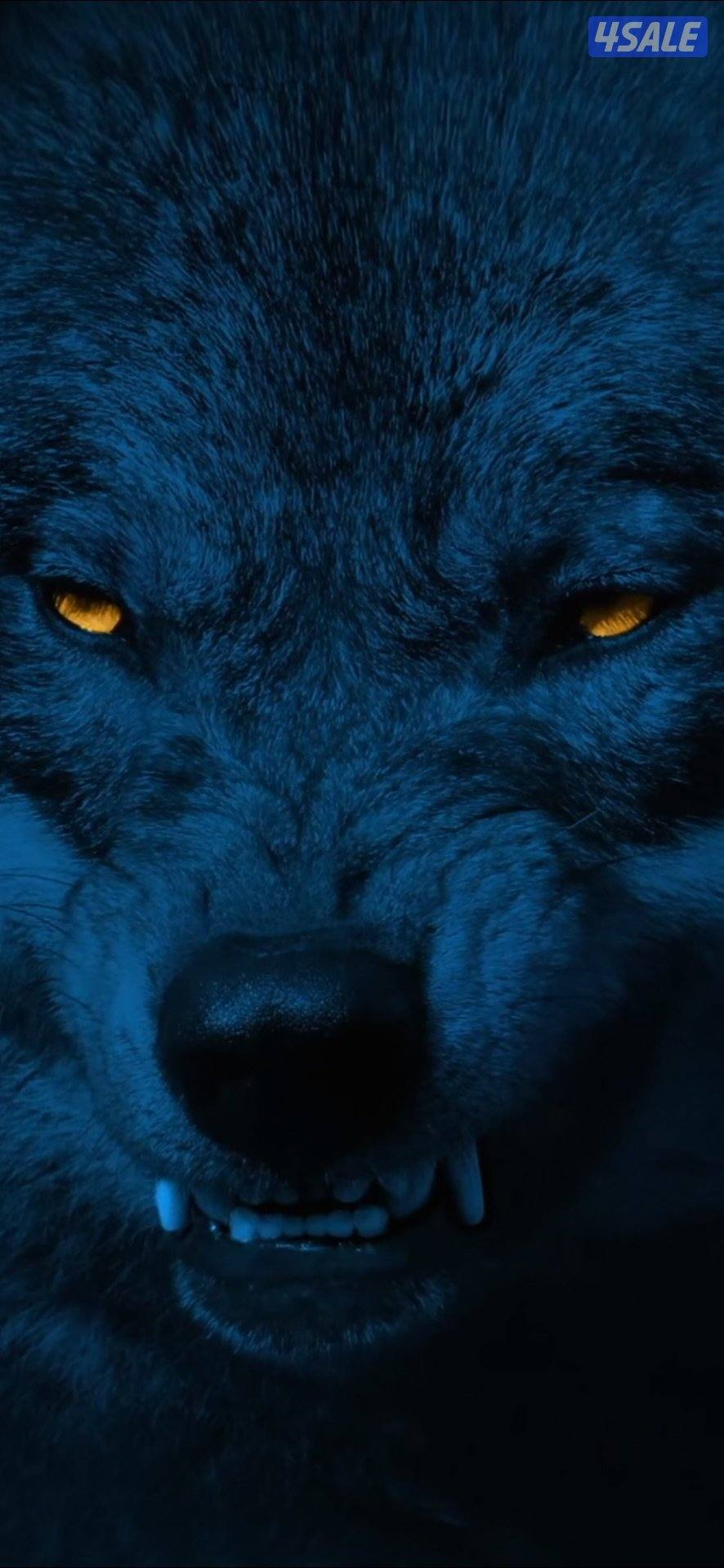 مبارك الكبير7