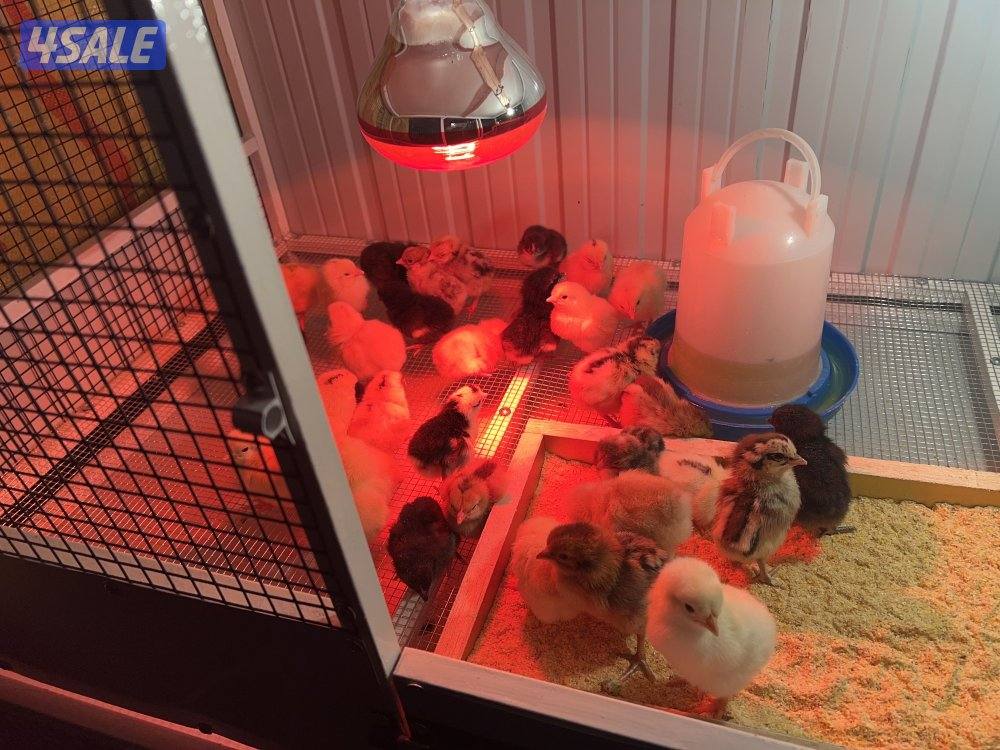 بيض مخصب + فروخ ب صحة جيدة ( زينة - عربي )0