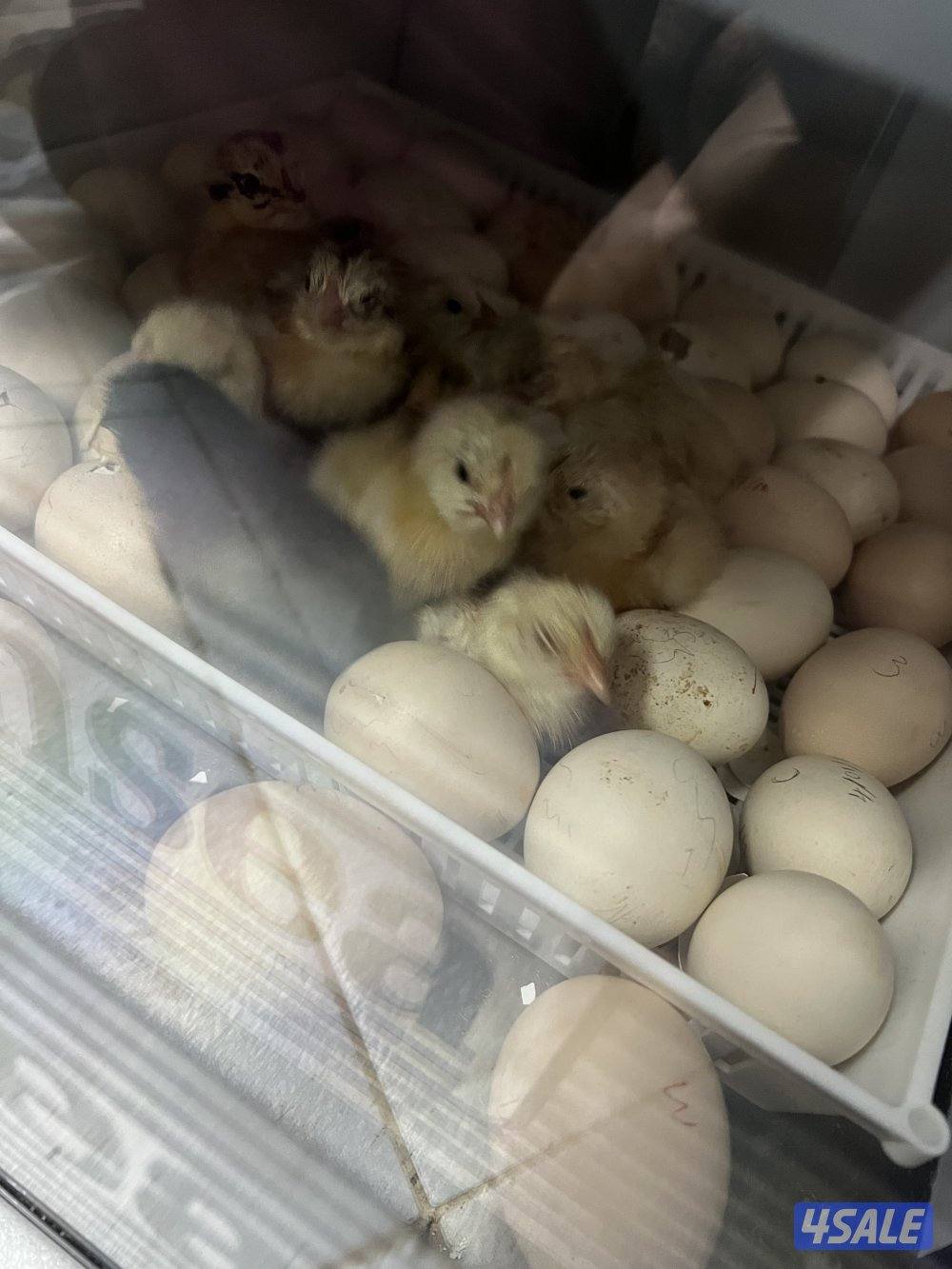 بيض مخصب + فروخ ب صحة جيدة ( زينة - عربي )1
