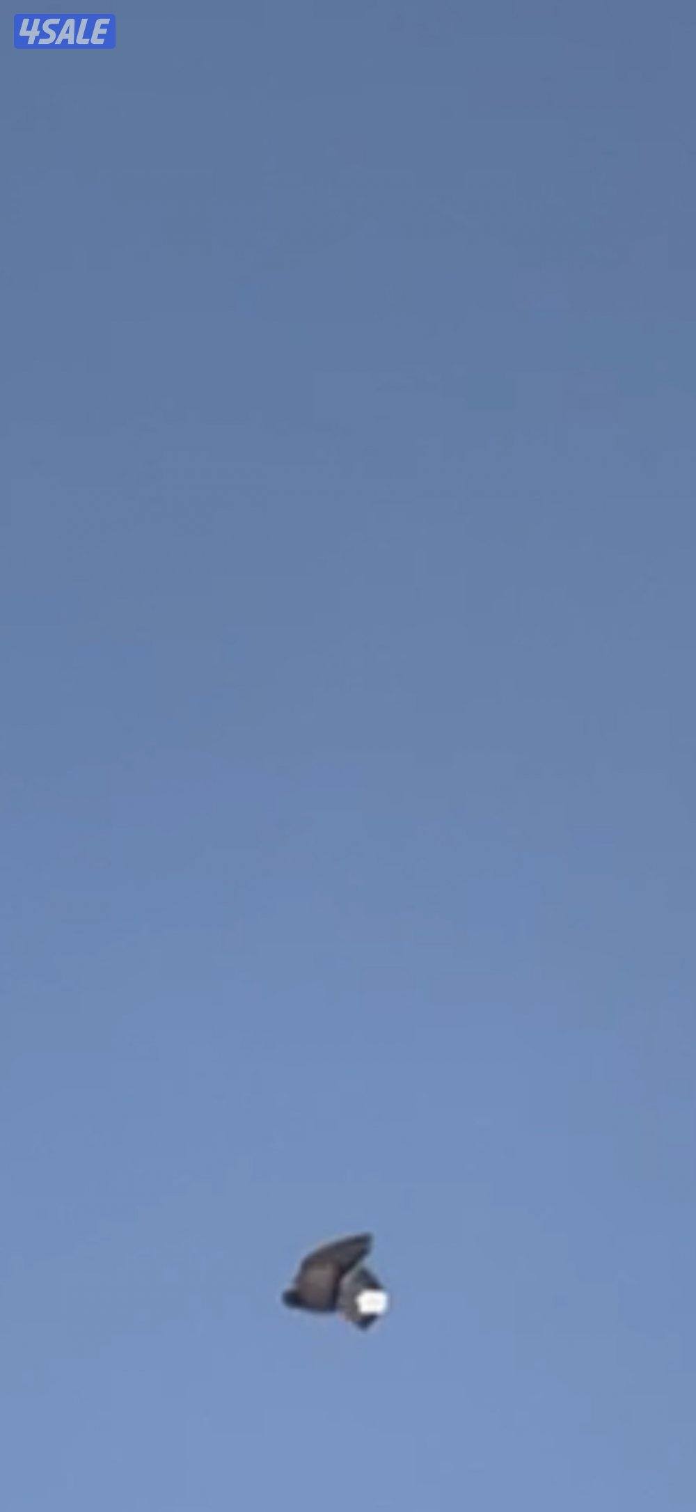 طير اشعل ازرق ذكر العمر 20