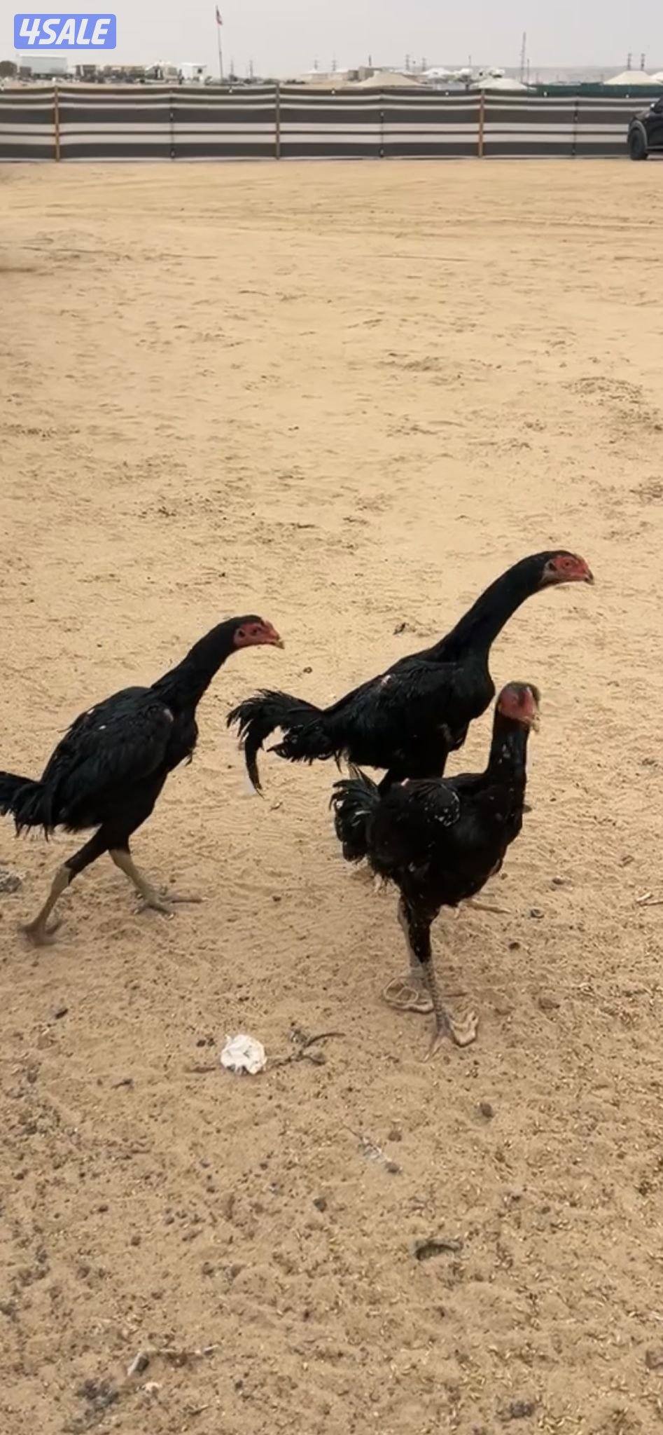 للبيع دياجه تايلنديه ودجاج0