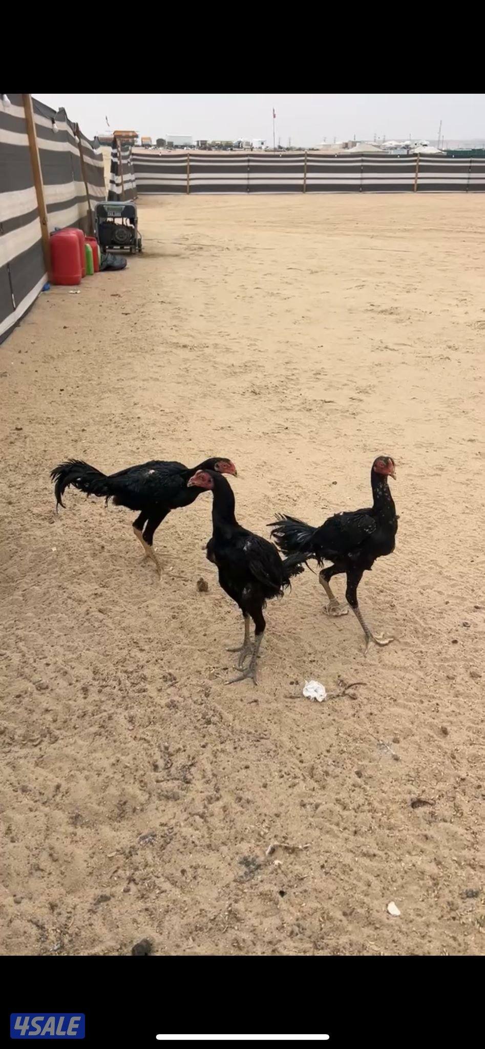 للبيع دياجه تايلنديه ودجاج1