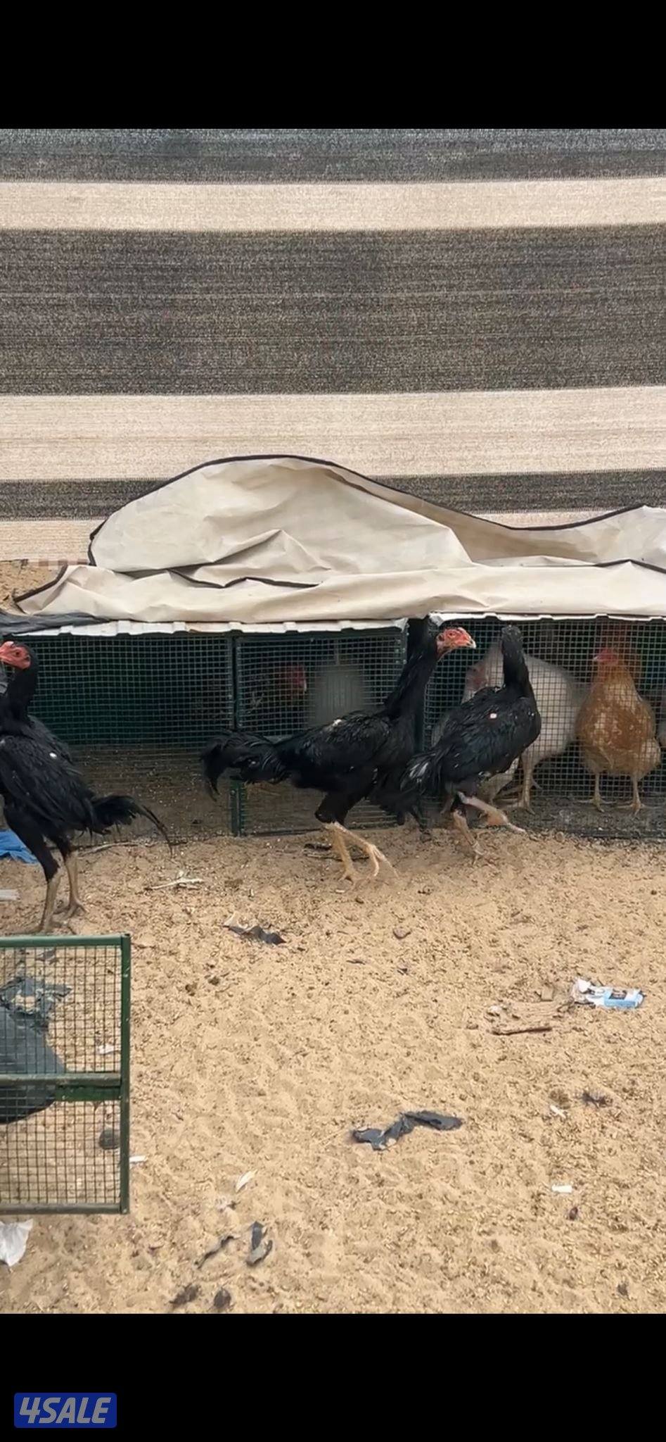 للبيع دياجه تايلنديه ودجاج2