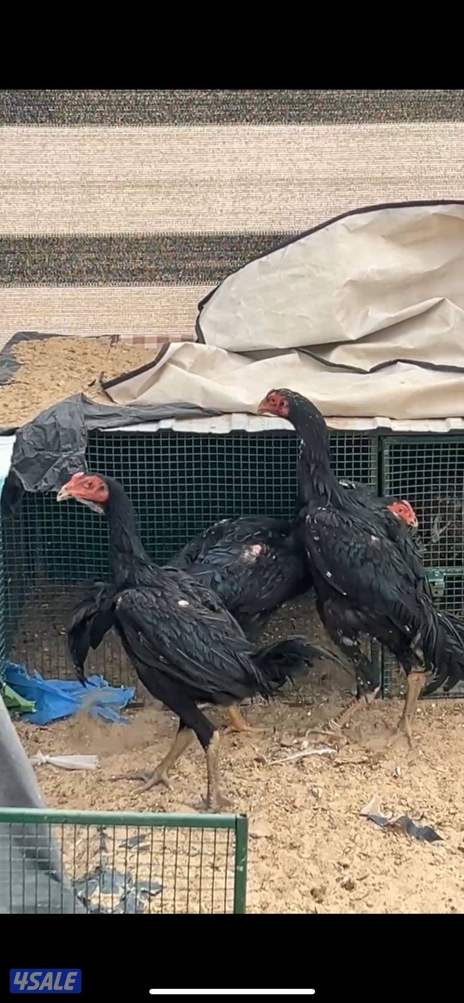 للبيع دياجه تايلنديه ودجاج3