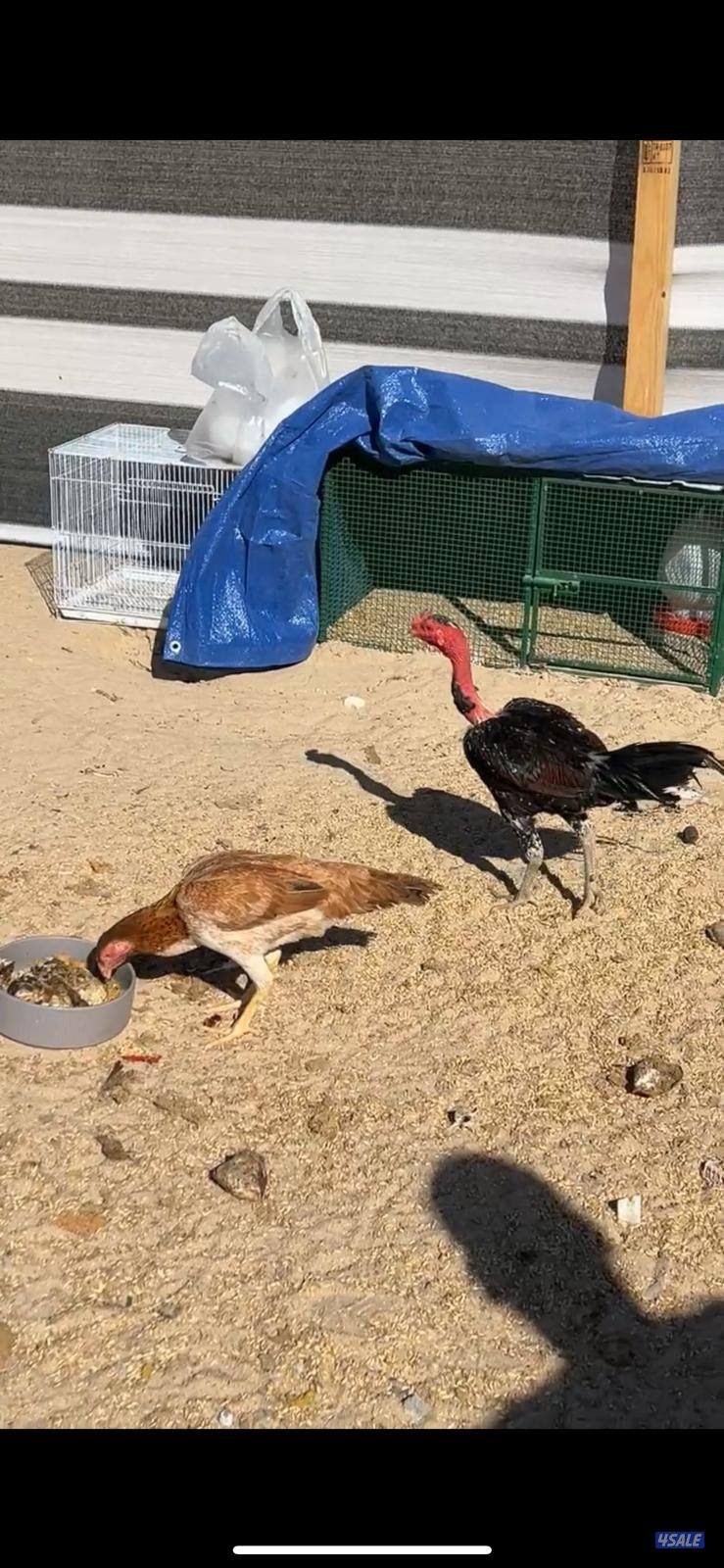 للبيع دياجه تايلنديه ودجاج4