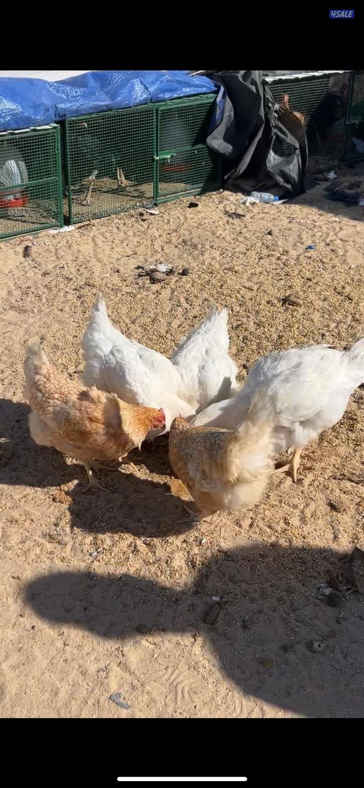 للبيع دياجه تايلنديه ودجاج5