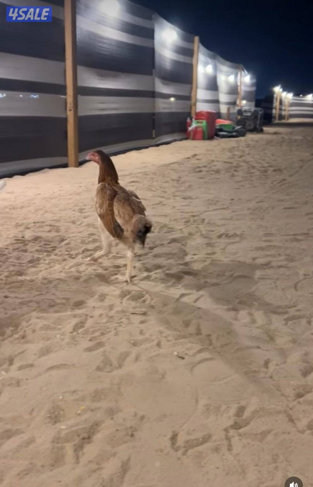 للبيع دياجه تايلنديه ودجاج6