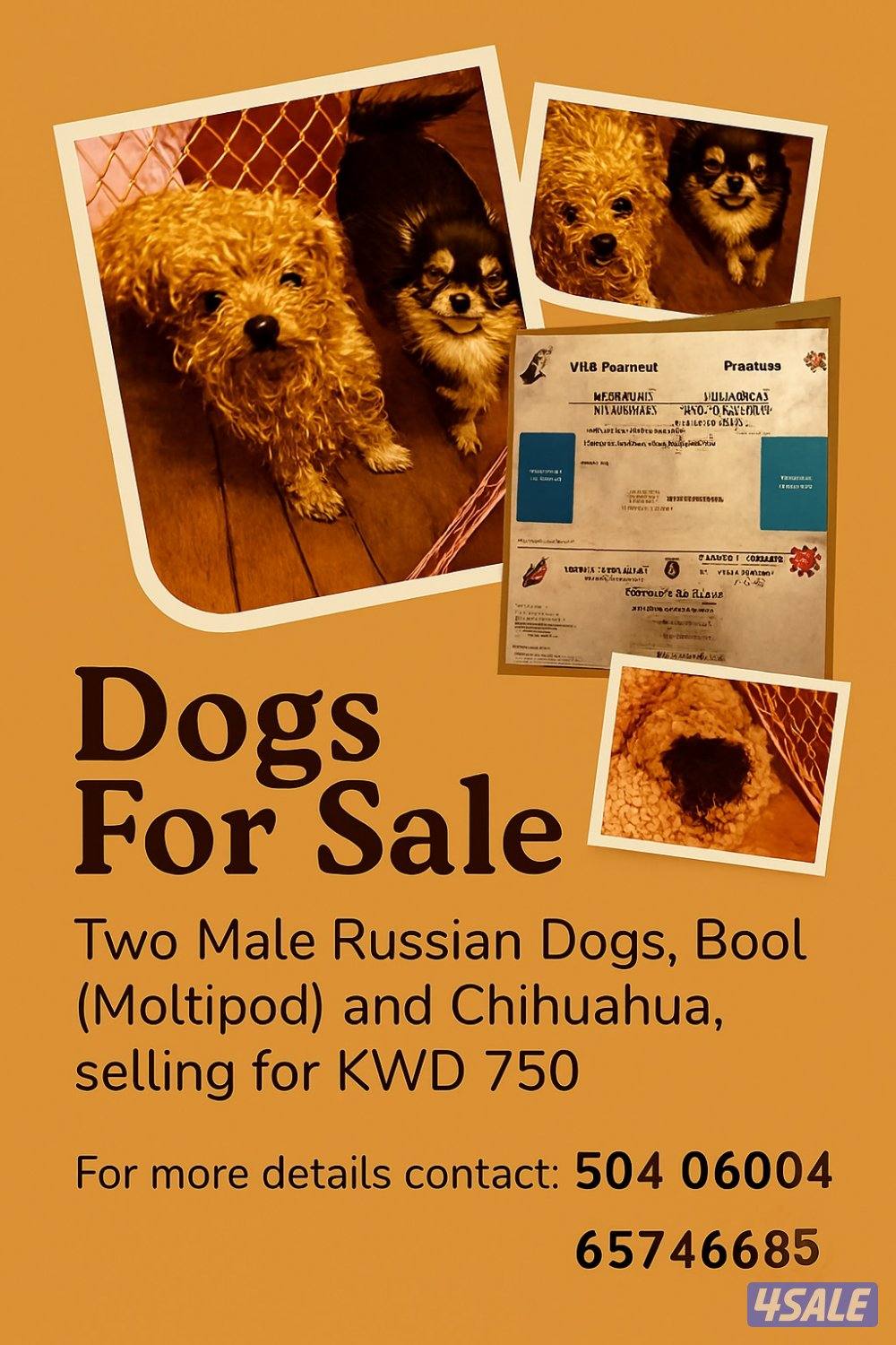 For Sale – Moltipoo & Chihuahua0