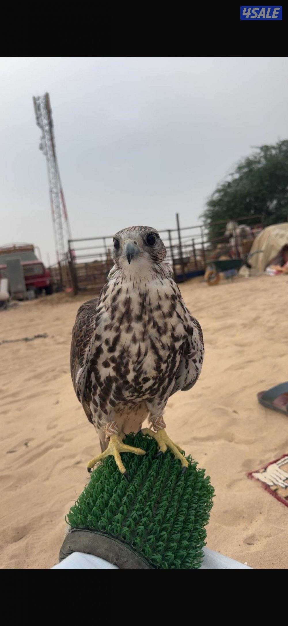 للبيع طير شمالي0