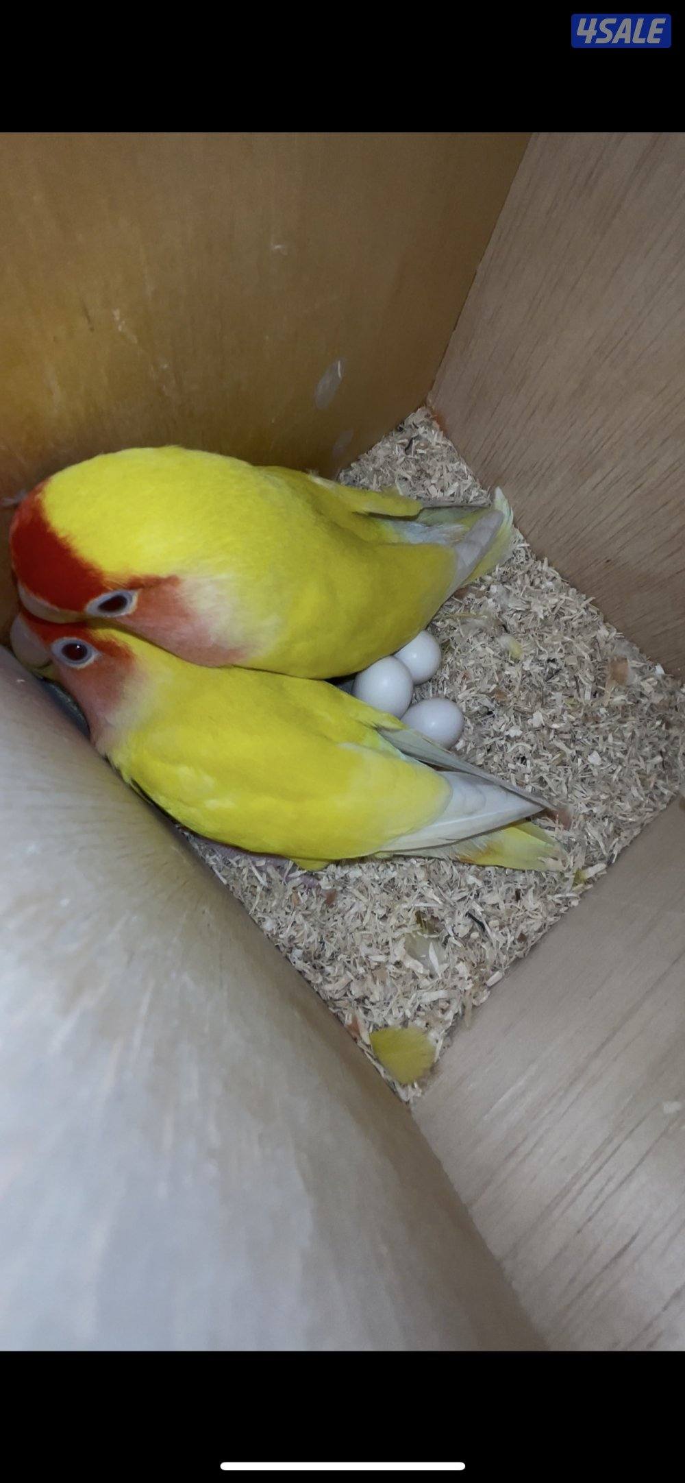 للبيع زوجين لوف بيرد منتجين وزوج كروان0