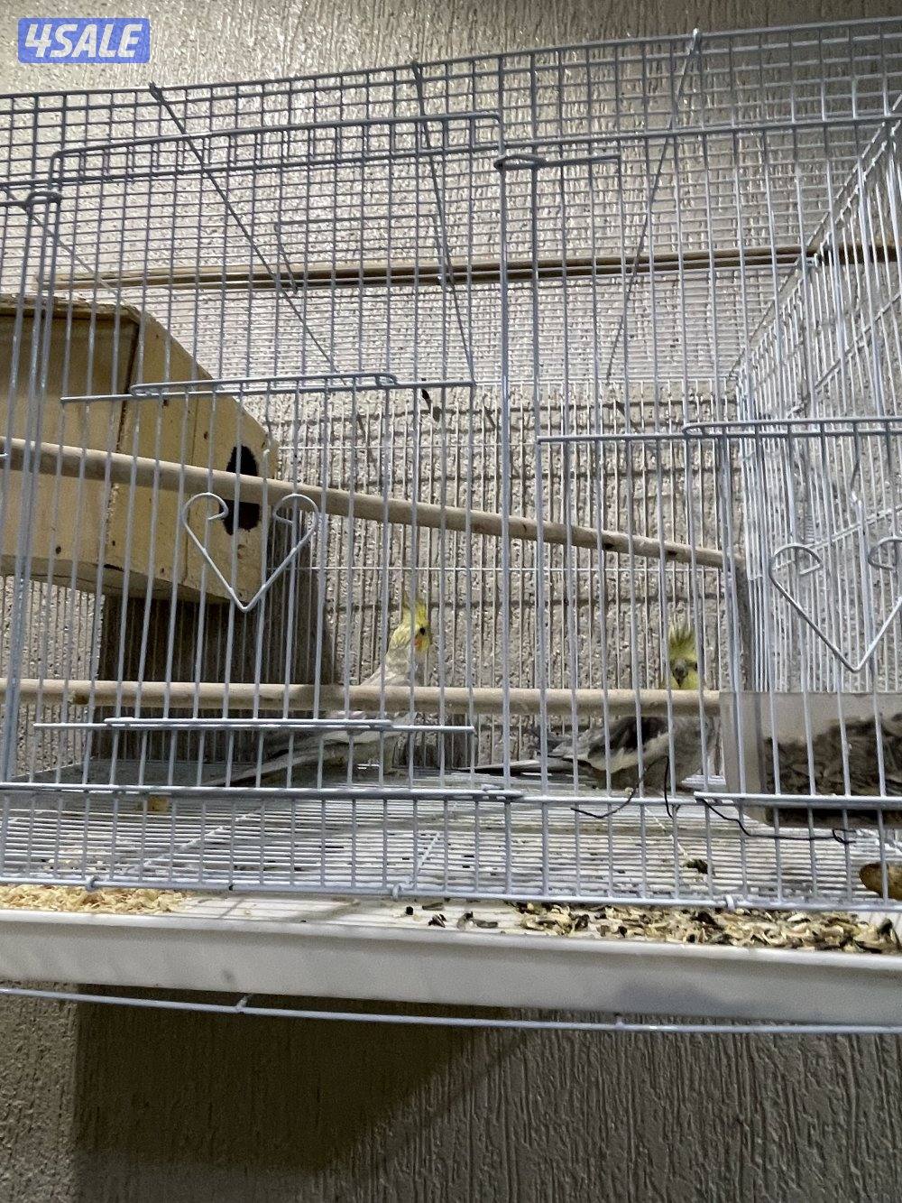 للبيع زوجين لوف بيرد منتجين وزوج كروان1