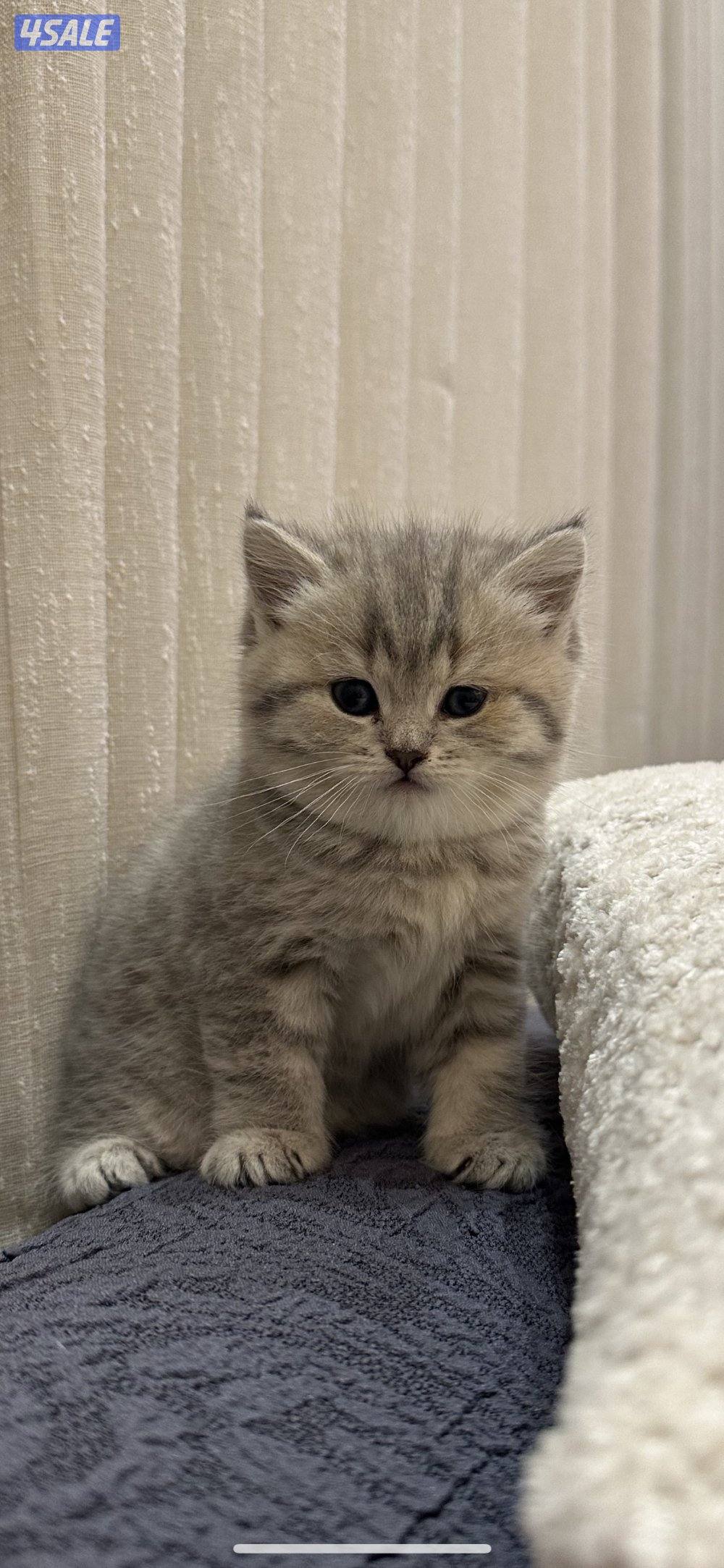 قطط كيتن للبيع0