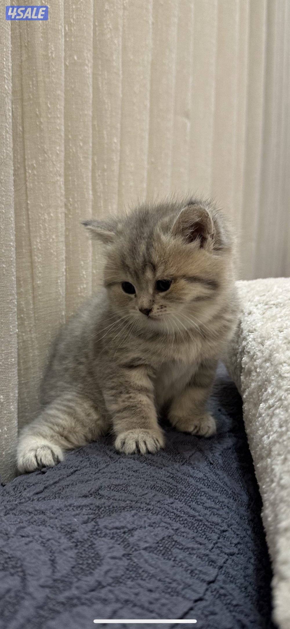 قطط كيتن للبيع1