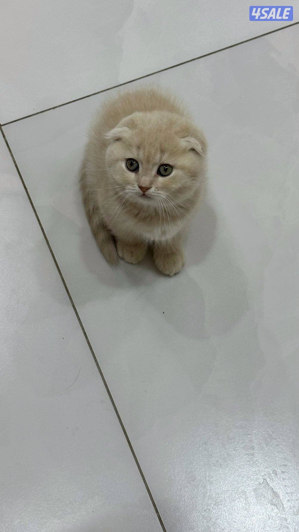 قطط كيتن للبيع2