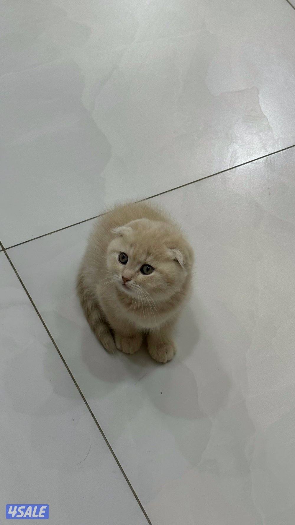 قطط كيتن للبيع3