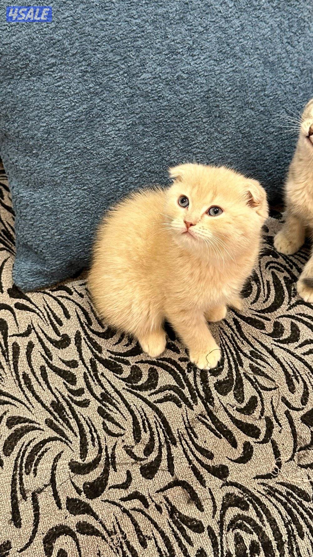 قطط كيتن للبيع4