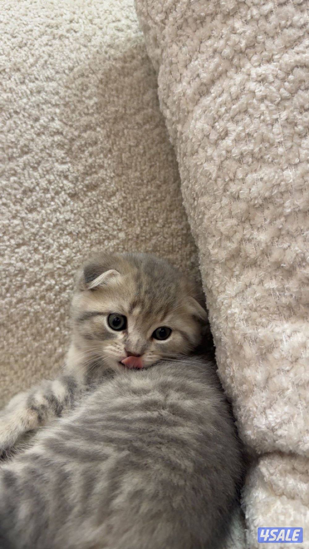قطط كيتن للبيع5
